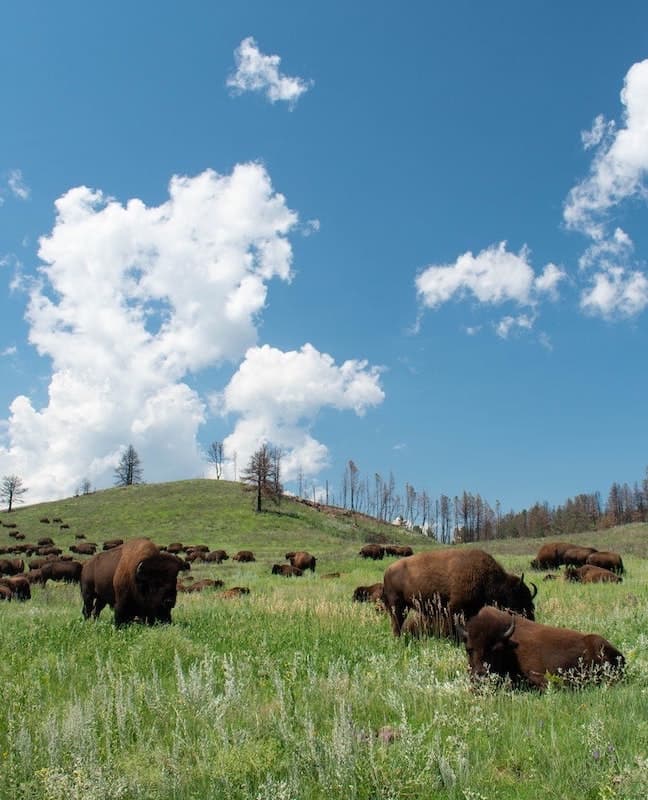 Grasslands